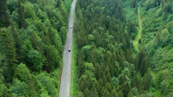 Bergstraße oder Serpentine im Wald mit Autoverkehr und hohen grünen Bäumen. Luftaufnahme erstaunlicher Kiefernwälder und Laubbäume — Stockvideo