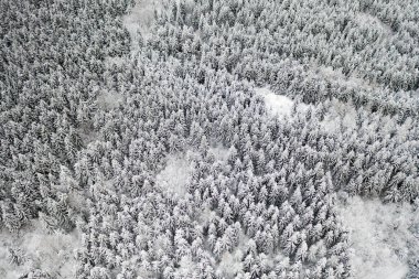 Kışın donmuş çam ağaçları. Karla kaplı köknar ağaçlarının havadan görünüşü