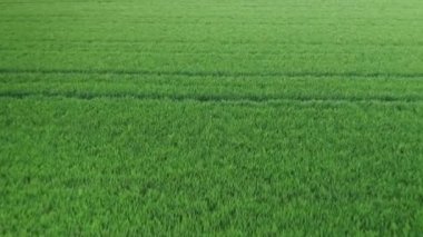 Güneşli bir günde tarım yeşil buğday tarlası üzerinde uçuş. 