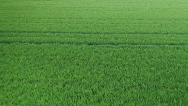Політ над сільським господарством зелене пшеничне поле в сонячний день . — стокове відео
