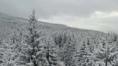 Arkasında dağlar olan donmuş köknar ve çam ağaçlarının üzerinden uç. Kışın vahşi doğa