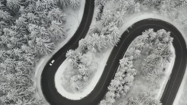 Widok z góry samochodu poruszającego się po zakrzywionej drodze w zamarzniętym lesie z wysokimi sosnami lub świerkami pokrytymi śniegiem. S kształt węża droga. — Wideo stockowe