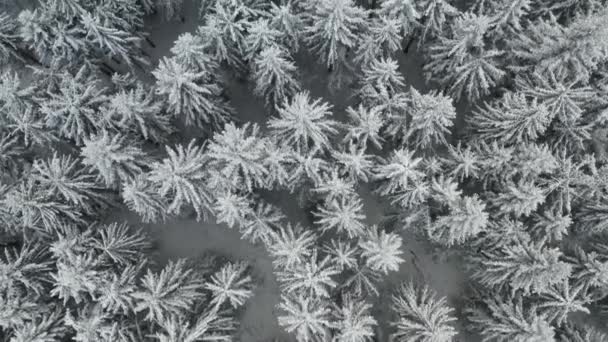 冬に雪に覆われた凍った森とトウヒの木の上を飛行します。松林の上からの眺め. — ストック動画