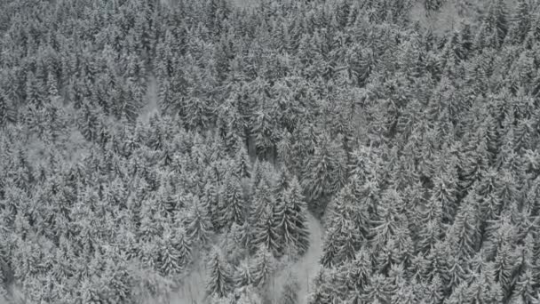 Luftaufnahme einer großen Fläche gefrorenen Waldes mit hohen Kiefern und Fichten, die mit Schnee bedeckt sind. Ruhige Winterlandschaft