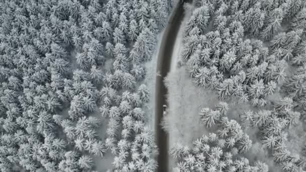 在结冰的冬季森林里，车子在路上开着车，上面长着高大的松树 — 图库视频影像
