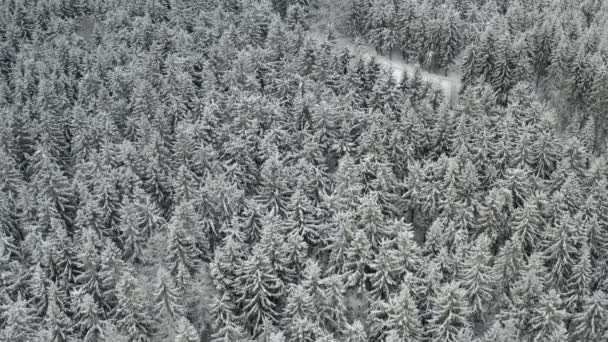 Karla kaplı yüksek çam ve çam ağaçları ile donmuş ormanın geniş alanının havadan görünüşü. Sakin kış manzarası — Stok video