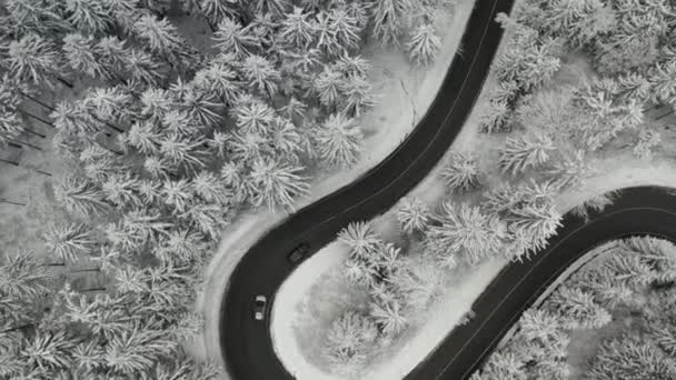 Widok z lotu ptaka na drogę w kształcie węża z poruszającymi się samochodami w zamarzniętym lesie z wysokimi jodłami. — Wideo stockowe