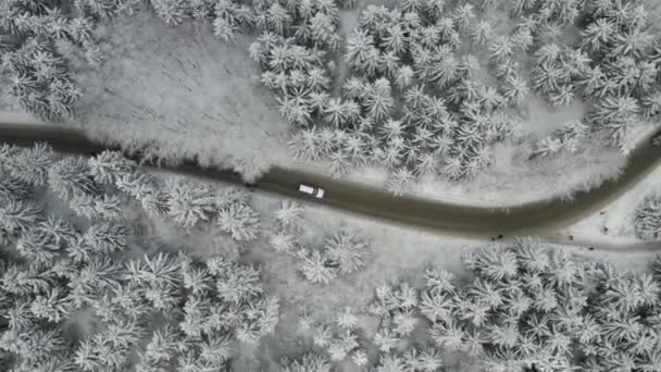 Donmuş ve karlı çam veya ladin ormanlarıyla kaplı yolda giden arabaların hava görüntüsü.. — Stok video