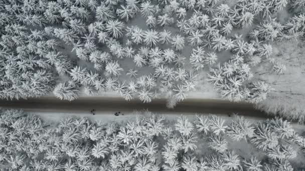 在冬季云杉和松林中，空中与游客一起飞越了一条道路。树被冻住了，被雪覆盖着. — 图库视频影像