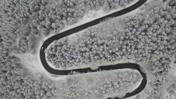 Widok z lotu ptaka na drogę w kształcie węża z poruszającym się samochodem w zamarzniętym lesie z wysokimi jodłami. — Wideo stockowe