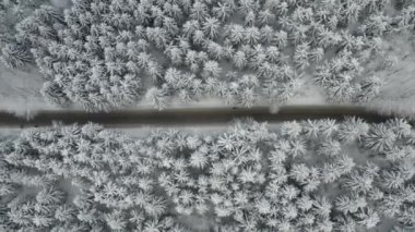 Kışın ladin ve çam ormanlarında turistlerle yol üzerinde uçan hava aracı. Ağaçlar donmuş ve karla kaplı..