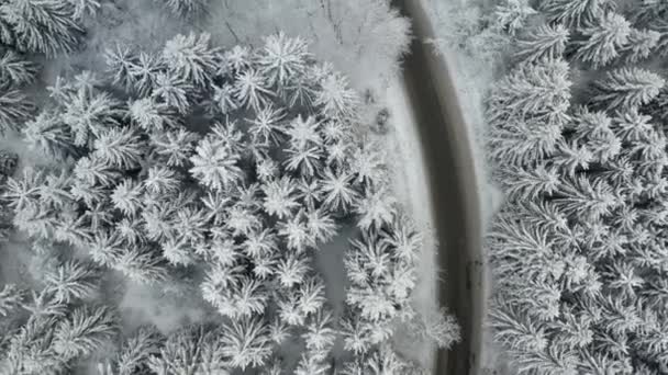 冬のトウヒと松の森の中で1つの移動車で道路上を飛行します。木々は凍結して雪で覆われています. — ストック動画