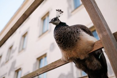 Güzel dişi tavus kuşu kafasında armayla çitin üzerinde oturuyor.. 