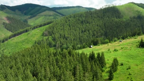 夏は緑の野を飛び越え、山の中の松林 — ストック動画