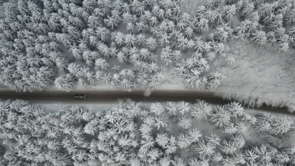 Aereo sorvolare una strada con auto in movimento in abete rosso invernale e pineta. Gli alberi sono congelati e coperti di neve. — Video Stock