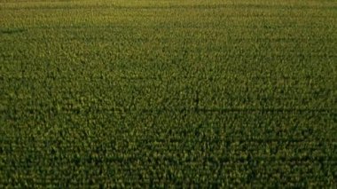 İyi mısır hasadıyla yeşil bir tarlanın üzerinden uç..