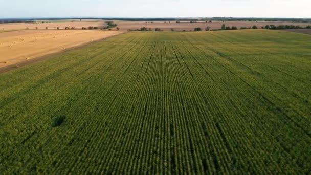 Летать над зеленым полем с кукурузой или кукурузой и пустыми полями. Боковая движущаяся камера. — стоковое видео