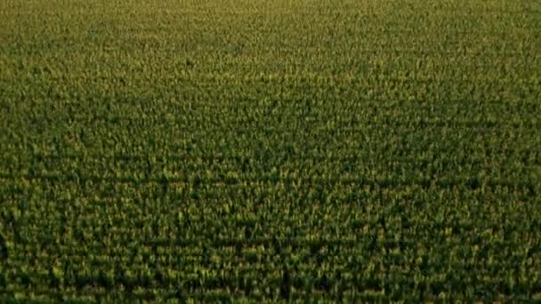 Vuela sobre un campo verde con buena cosecha de maíz. — Vídeos de Stock