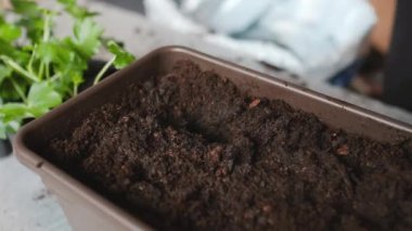 Kadınların elleri, saksıya çiçek yerleştirirken yakınlaşıyor.. 