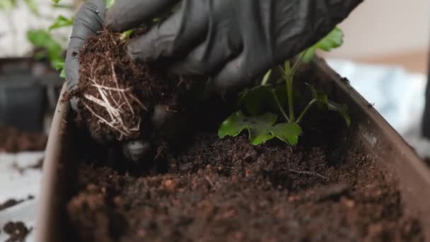 Primeros planos de las manos femeninas trasplantando planta verde en la maceta para crecer en el balcón. Concepto de jardín en casa. — Vídeo de stock