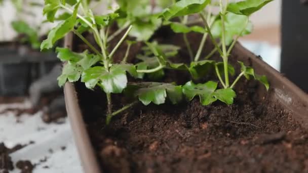 Las manos de las mujeres en los guantes de goma negro transplantando pelargonio en la nueva olla. — Vídeo de stock