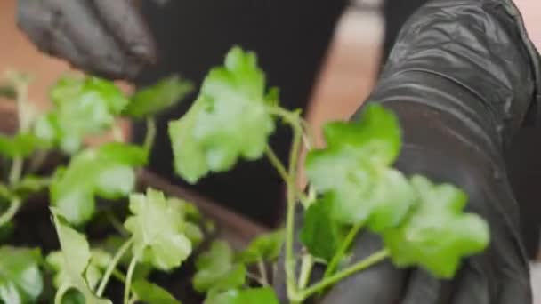 Frau pflanzt Pflanzen in den großen Topf für die Bepflanzung auf dem Balkon. Gartenkonzept für Zuhause. — Stockvideo