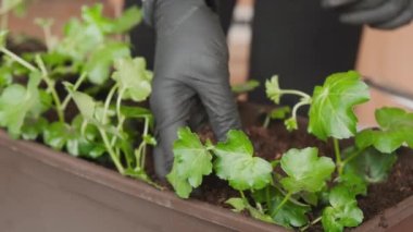 Balkona yerleştirmek için saksıya bitkileri aktaran kadın. Ev bahçesi kavramı. 