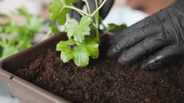 발코니에 심기 위한 화분에 식물을 심는 여성. 가정 의정원 개념. — 비디오