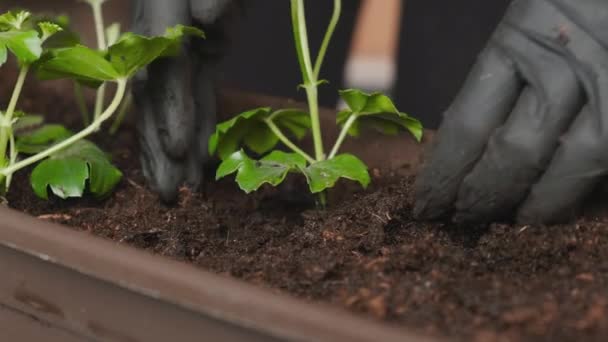 Closeup of womans hands planting flowers into the ground in the pot. — Stock Video