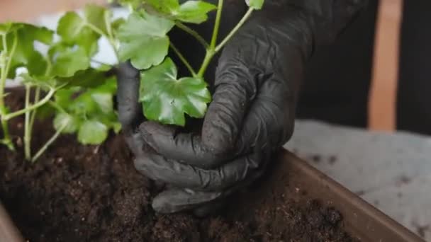 Tangan perempuan tertutup transplantasi tanaman hijau ke dalam pot untuk tumbuh di balkon. Konsep taman di rumah. — Stok Video