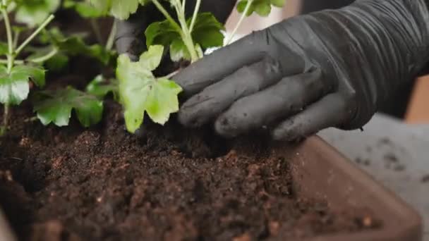 Les femmes mains dans les gants en caoutchouc noir transplantant du pélargonium dans le nouveau pot. — Video