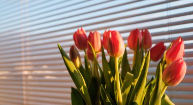 Güneş ışığında pencere eşiğinde kırmızı lale demeti