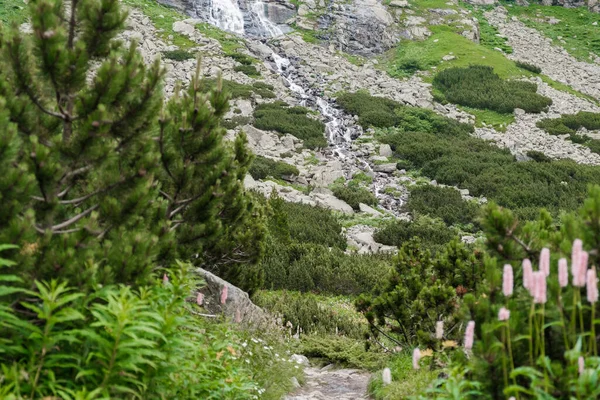 Ορεινό ρέμα με θέα βραχώδη βουνά και καταπράσινη κοιλάδα με λουλούδια — Φωτογραφία Αρχείου