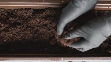 Kadın elleri saksıya bitki dikmek için toprağı hazırlıyor.. 