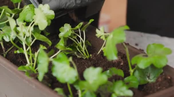 Woman transplanting plants into the big pot for planting on the balcony. Home garden concept. — Stock Video