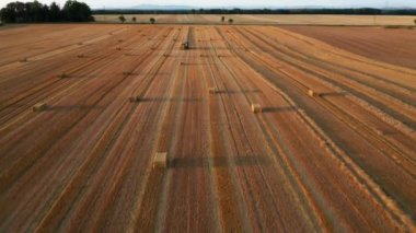 Buğday hasadından sonra saman yığınlarıyla tarlanın üzerinden uç. Yuvarlak balyaların hava manzarası saman.