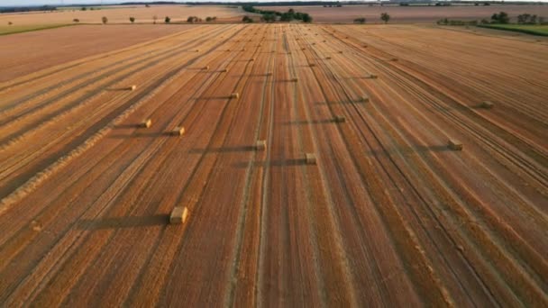 Fly over the field with a round haystacks after the wheat harvest. Aerial view of round bales hay. — Stock Video