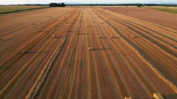 Po zbiorach pszenicy przeleć przez pole okrągłym stogiem siana. Widok z powietrza na bele okrągłe siano. — Wideo stockowe