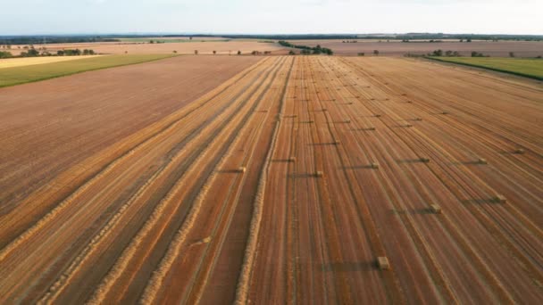Letecký pohled na pole s balíky sena nebo balíky slámy po sklizni. — Stock video