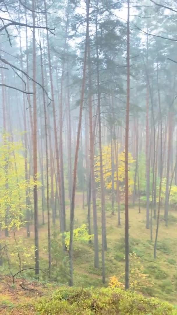 Panoramiczny widok lasu sosnowego wiosną — Wideo stockowe