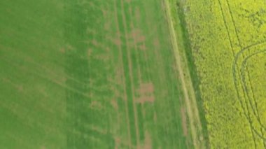 Kolza tohumu ve yeşil alanlar üzerinde hava görüntüsü