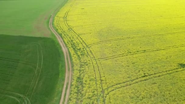 Luchtfoto over koolzaad en groene velden — Stockvideo