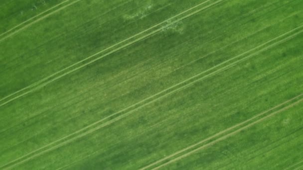 Luchtfoto van helder groen veld in het voorjaar. Nieuwe verse oogst — Stockvideo