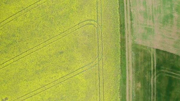 Вид с воздуха на рапсовые и зеленые поля — стоковое видео