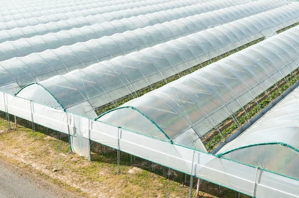 Cerrar largos invernaderos cubiertos con película transparente para plantar verduras — Foto de Stock