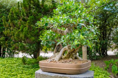 Japon bahçesindeki saksıda Bonsai ağacı. 