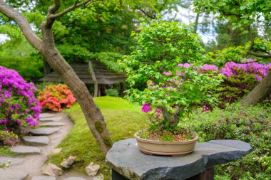 Bonsai ağacı ve pembe rhododendronları olan Japon bahçesi.