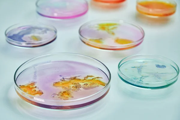 세균을 위한 다채 로운 매체가 있는 페트리 접시. — 스톡 사진