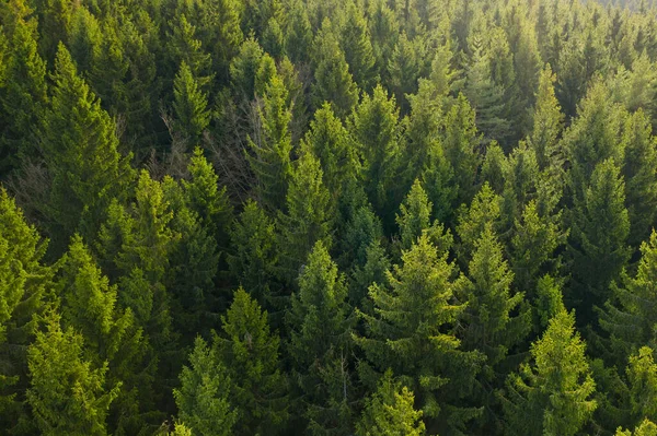 Vista aerea della cima dei pini. sfondo albero di pelliccia verde — Foto Stock