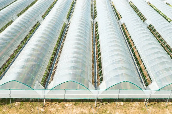 Estufas em fileiras cobertas com filme transparente para o cultivo de vegetais. — Fotografia de Stock